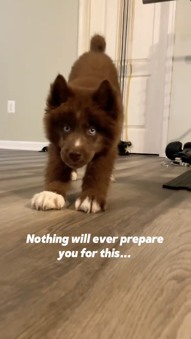 伸びをする子犬