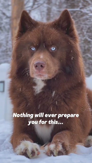 成長したレッドシベリアンハスキー