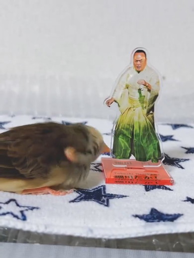 アクスタをつつくキンカチョウの鳥さん