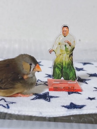 アクスタの隣りに佇むキンカチョウの鳥さん