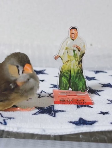 アクスタの隣りに佇むキンカチョウの鳥さん