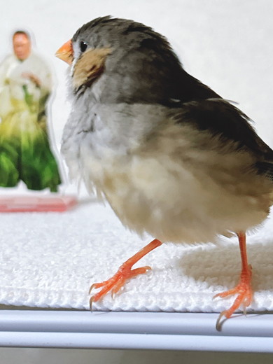 アクリルスタンドを見つめるキンカチョウの鳥さん