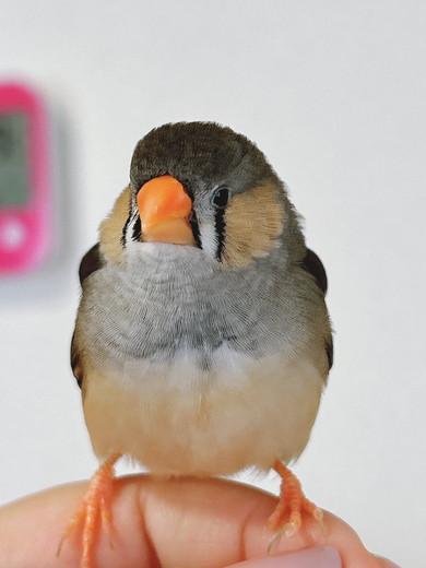 手乗りのキンカチョウの鳥さん