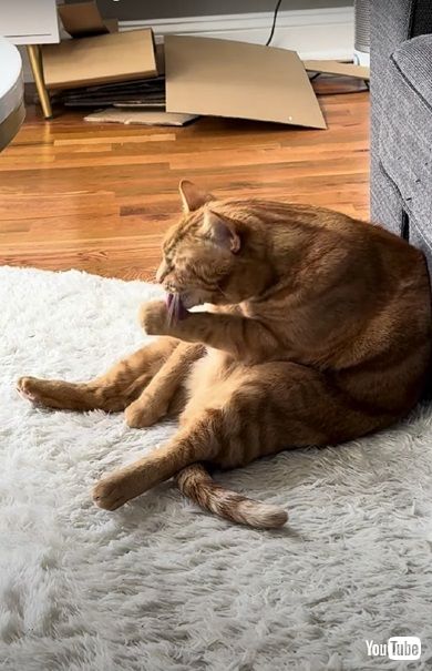 毛づくろいする猫