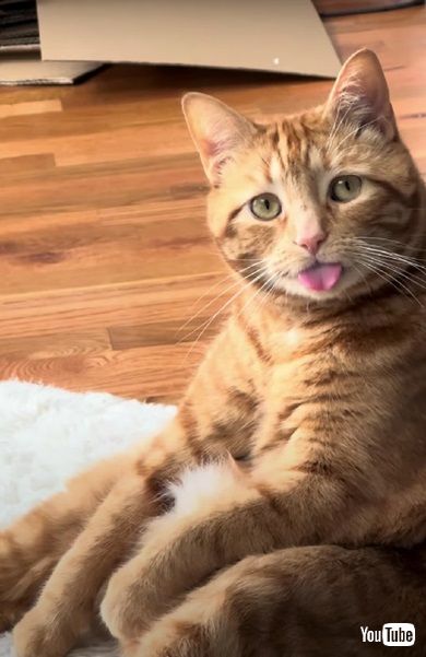 毛づくろいする猫