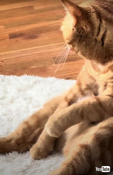 毛づくろいする猫