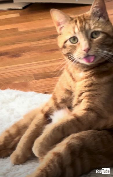 毛づくろいする猫