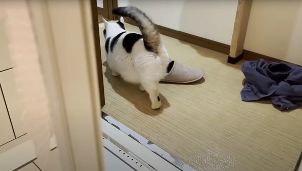 お風呂に入ってくる猫たち