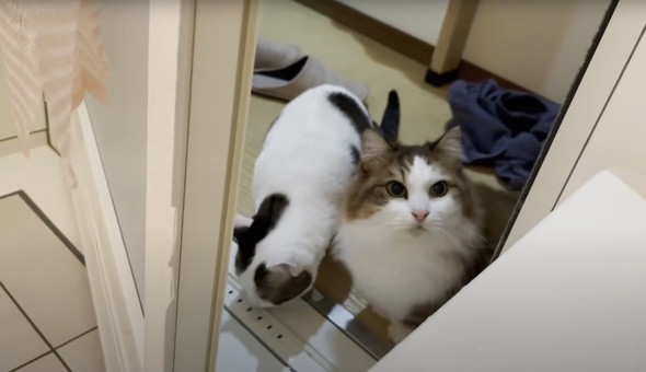 お風呂に入ってくる猫たち