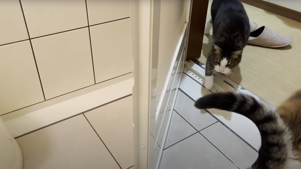 お風呂に入ってくる猫たち