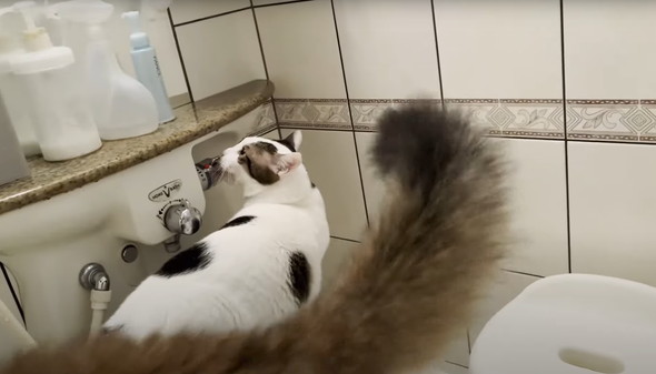 お風呂に入ってくる猫たち