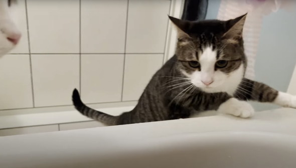 お風呂に入ってくる猫たち