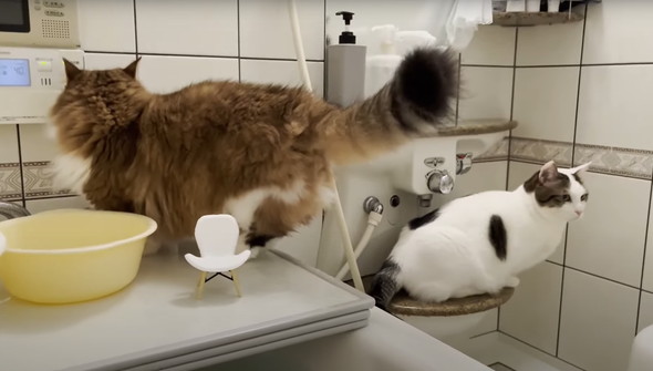 お風呂に入ってくる猫たち