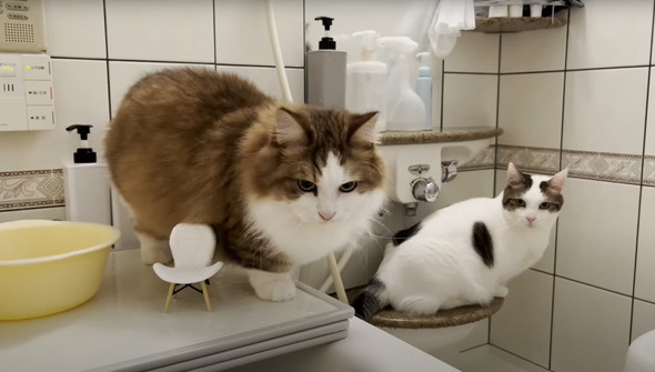 お風呂に入ってくる猫たち