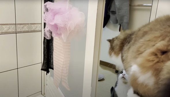 お風呂に入ってくる猫たち