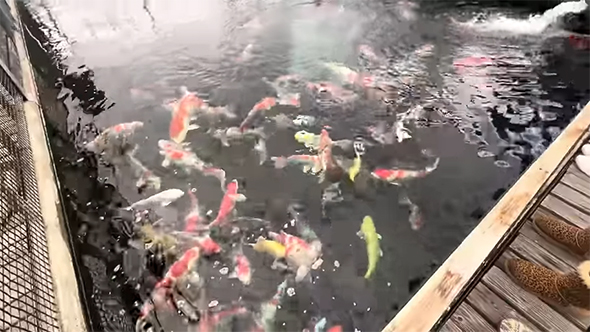 池に泳ぐ錦鯉たち