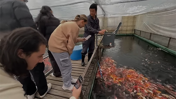 錦鯉を撮影する外国人女性と男性