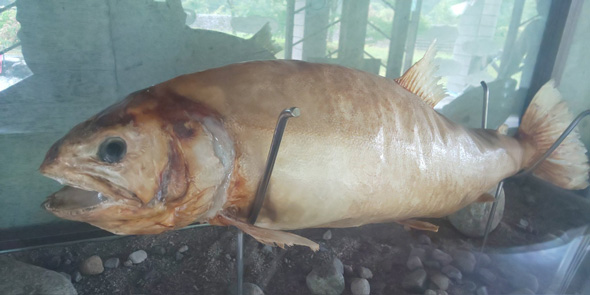 タキタロウ 人生を狂わせた 魚 就職 論文寄稿 研究 伝説 怪魚 巨大魚