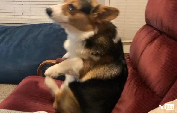 リクライニングチェアに座る犬