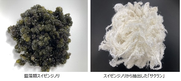 DIC　フラミンゴはなぜ赤いのか　藻