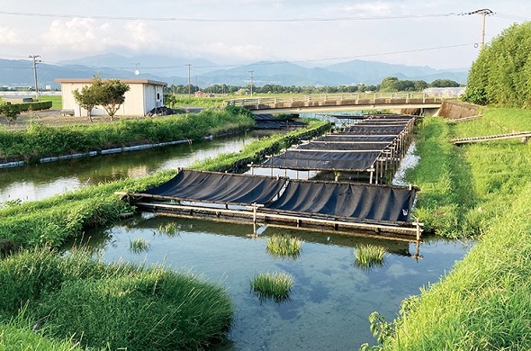 DIC　フラミンゴはなぜ赤いのか　藻