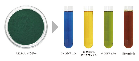 DIC　フラミンゴはなぜ赤いのか　藻