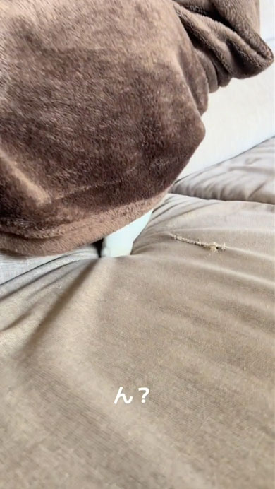 業者さんがきて隠れる猫