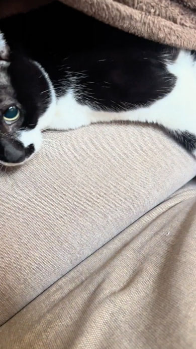 業者さんがきて隠れる猫