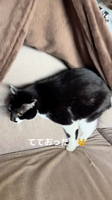 業者さんがきて隠れる猫