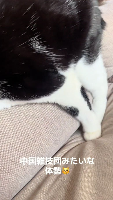 業者さんがきて隠れる猫