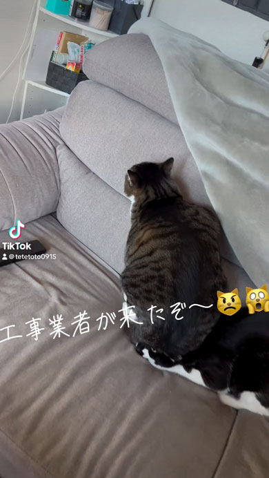 業者さんがきて隠れる猫