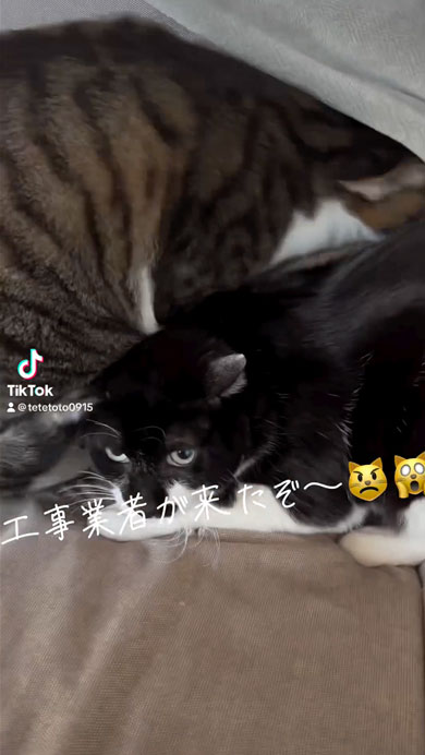 業者さんがきて隠れる猫