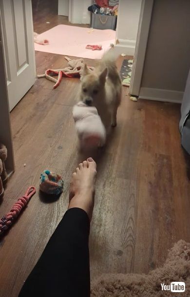 靴下を脱がしてくれるワンコ