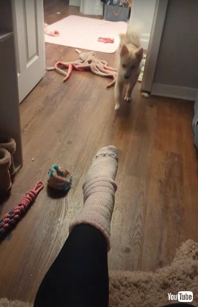 靴下を脱がしてくれるワンコ