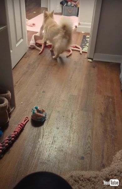 靴下を脱がしてくれるワンコ