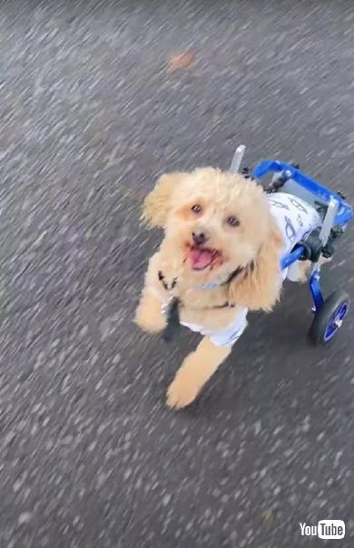 車いすのワンコたち