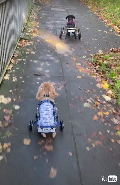 車いすのワンコたち