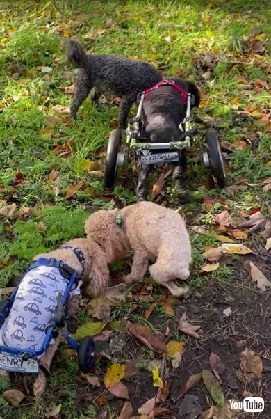 車いすのワンコたち