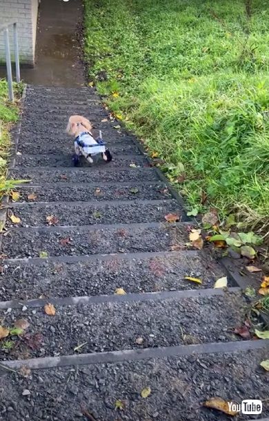車いすのワンコたち