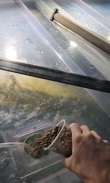水槽にエサやり