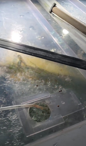 水槽にエサやり