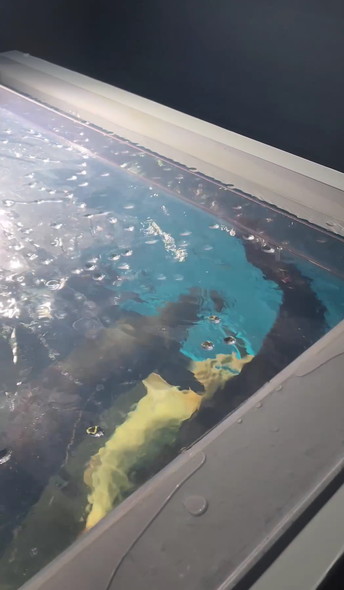 水槽にエサやり