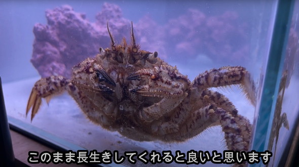 スーパーで売れ残っていたカニ