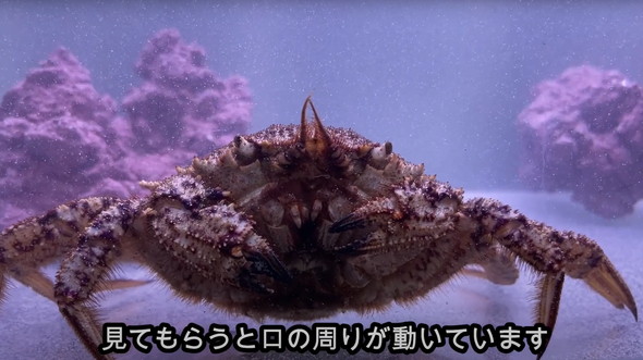 スーパーで売れ残っていたカニ