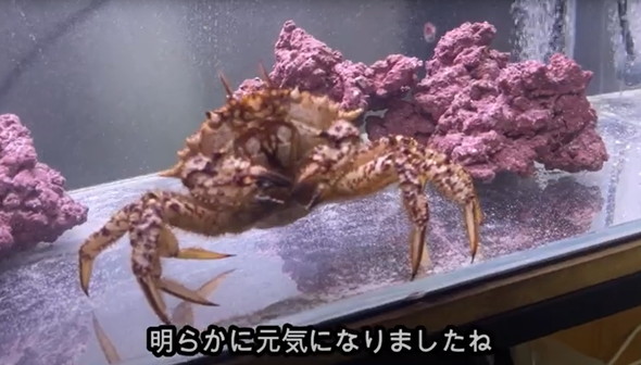 スーパーで売れ残っていたカニ