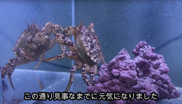 スーパーで売れ残っていたカニ