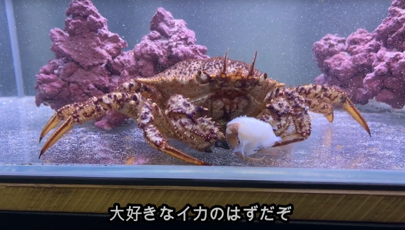 スーパーで売れ残っていたカニ