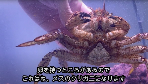 スーパーで売れ残っていたカニ