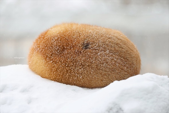 揚げパンみたいなキツネ