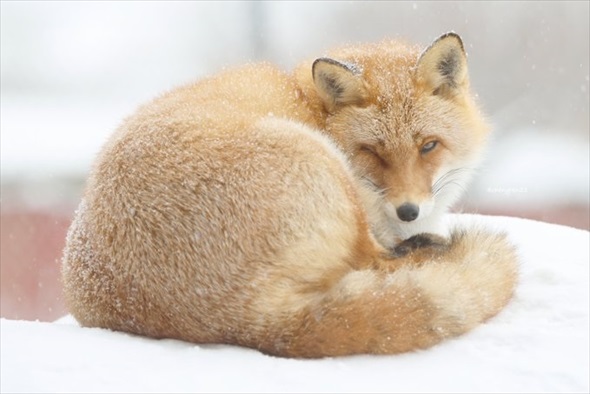 揚げパンみたいなキツネ